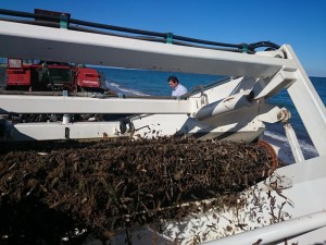 Limpieza de sargazo en playas