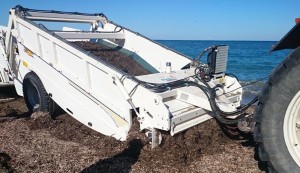 Limpieza de sargazo en playas