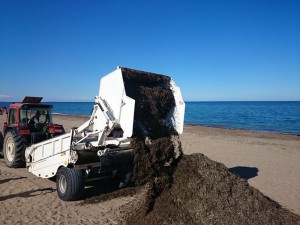 Limpieza de sargazo en playas