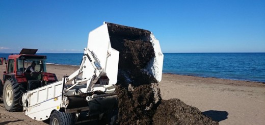 Limpieza de sargazo en playas