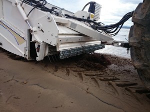 Limpieza de sargazo en playas