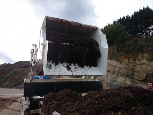 Limpieza de sargazo en playas